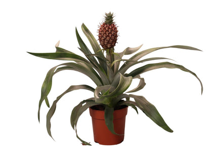 Pineapple Rosita (Pineapple Plant) ↑ 35 cm