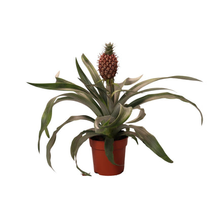 Pineapple Rosita (Pineapple Plant) ↑ 35 cm