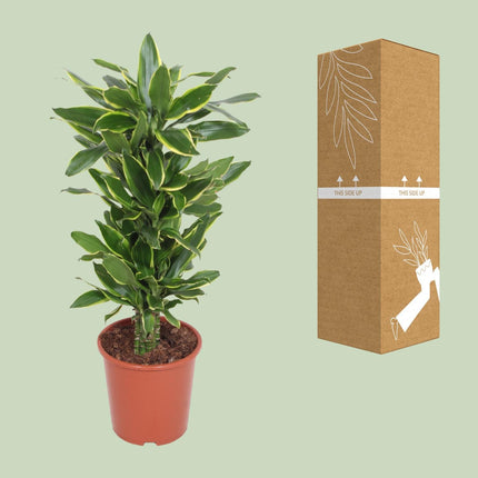 Dracaena Golden Coast (Drachenblutbaum) ↑ 110 cm