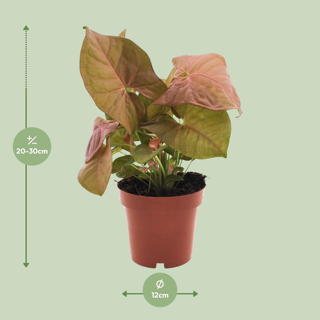 Syngonium Neon (Arrowhead Plant) ↑ 25 cm