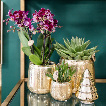 Rosa-lila Phalaenopsis-Orchidee - El Salvador + Luxury Gold Deko-Topf - Topfgröße Ø9 cm - 35 cm groß | Blühende Zimmerpflanze