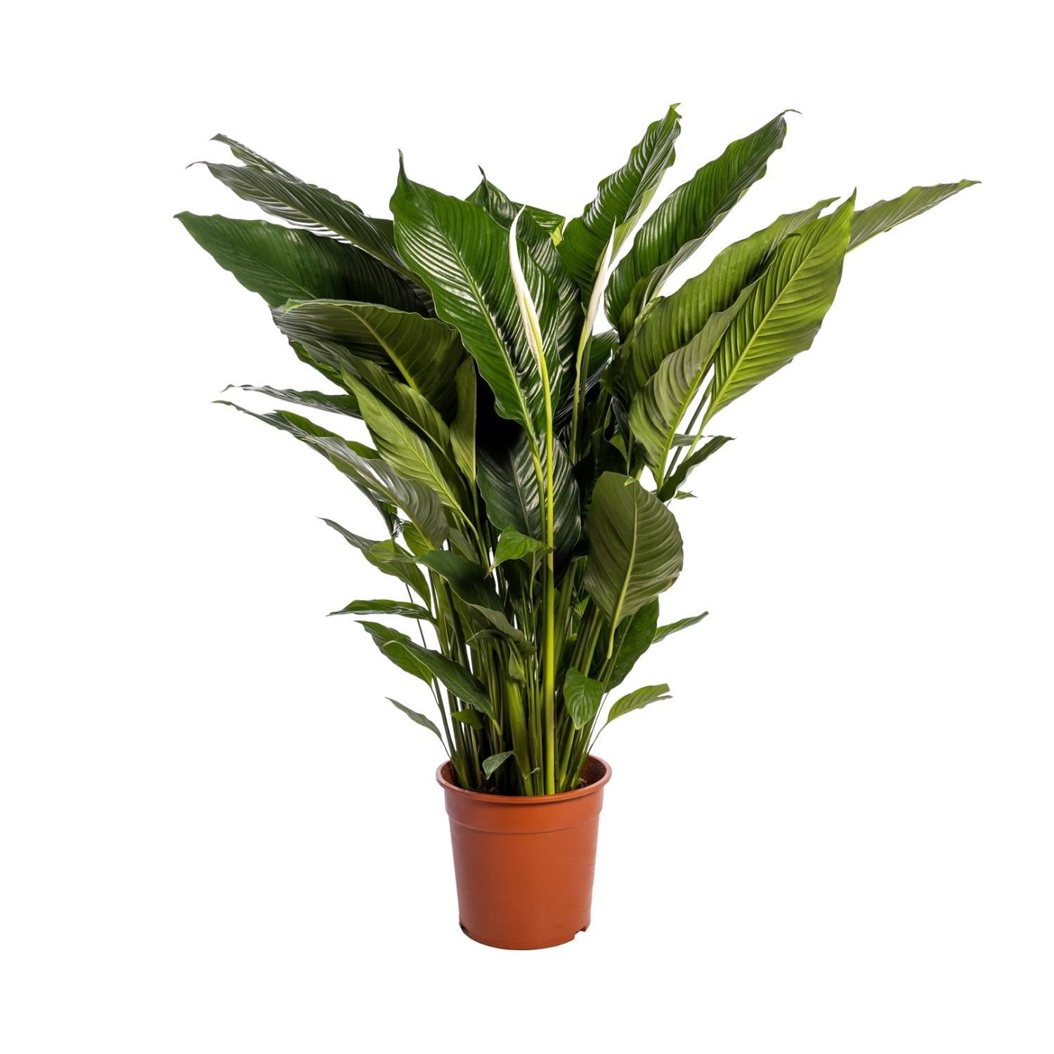 peace lily sweet pablo Spathiphyllum Sweet Sebastiano (White Peace Lily) ↑ 110 cm – urbanjngl.com