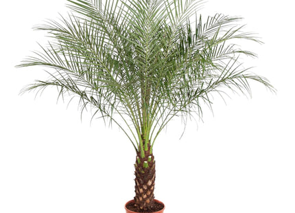 Phoenix Roebelenii (Pygmy Date Palm) ↑ 150cm
