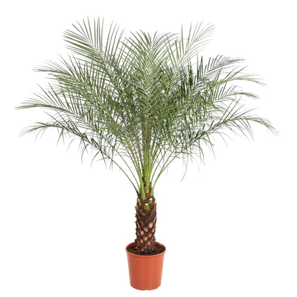 Phoenix Roebelenii (Pygmy Date Palm) ↑ 150cm