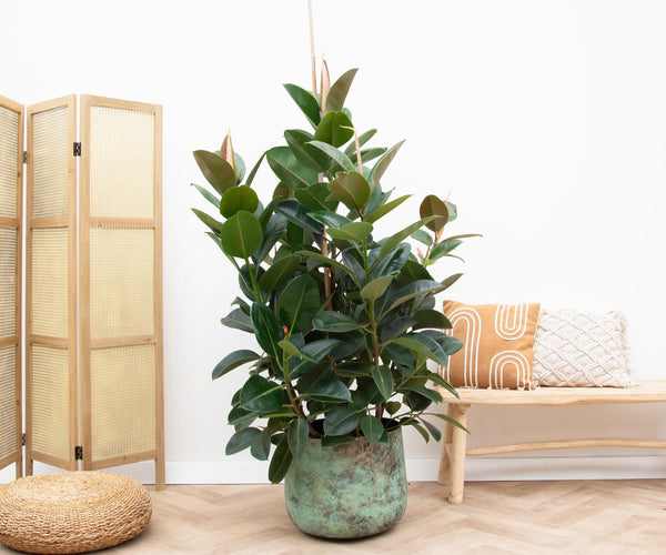 Ficus Robusta (Indischer Gummibaum) ↑ 150 cm – urbanjngl.com