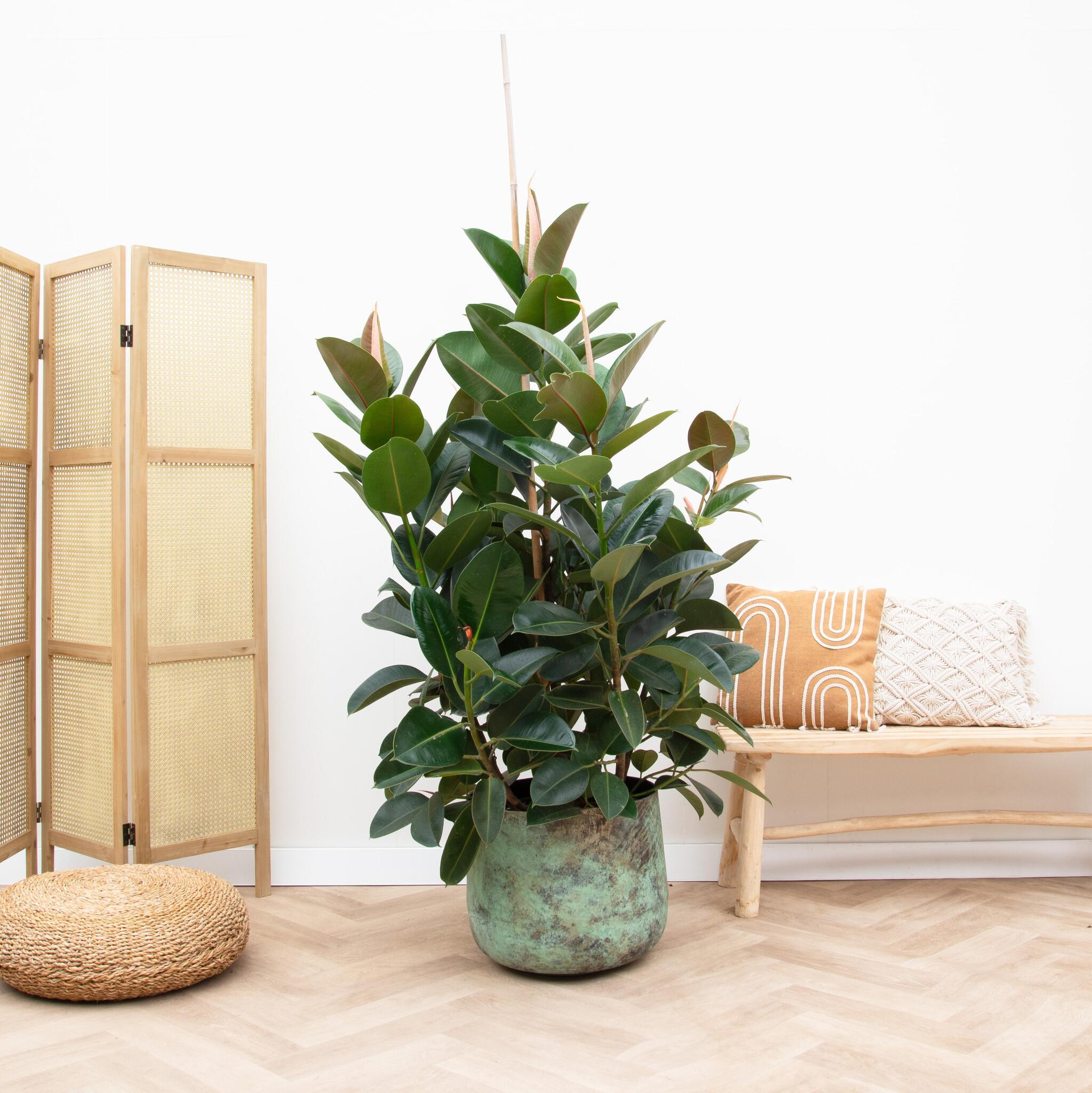 indian rubber tree plant Ficus Robusta (Indische Rubberboom) ↑ 150 cm – urbanjngl.com