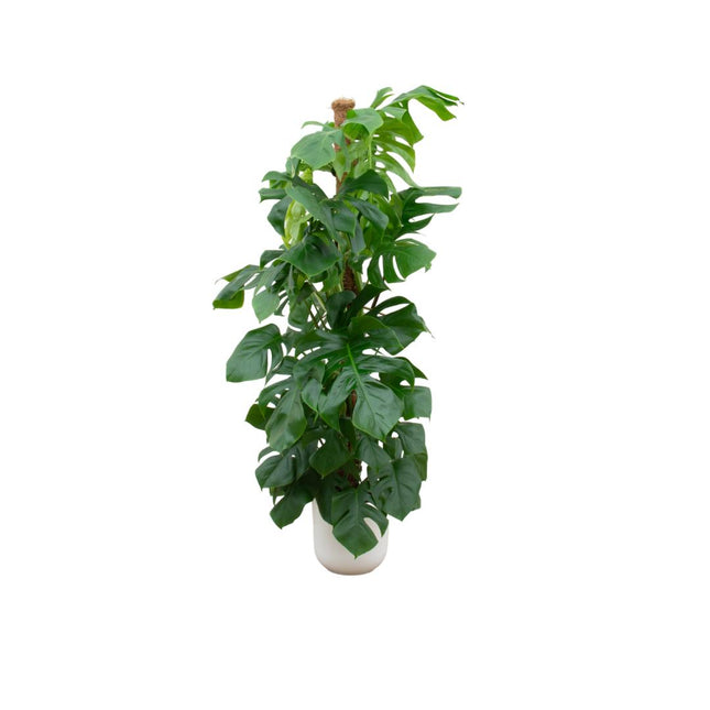 Combi deal - Monstera Pertusum XL (Swiss Cheese Plant) + Elho Jazz Round White ↑ 150 cm