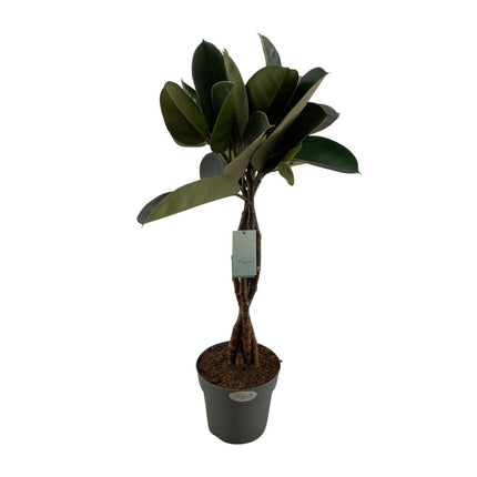 Ficus Elastica Burgundy (Rubberplant) ↑ 100 cm