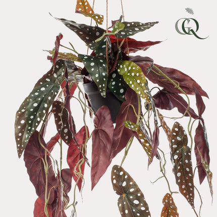 Begonia Maculata - Dotted Begonia - 80 cm - Artificial plant