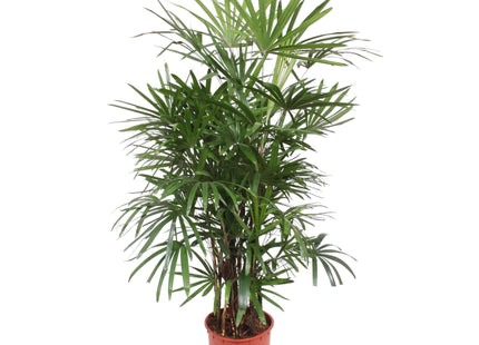 Rhapis Excelsa (Palmplant) ↑ 190 cm