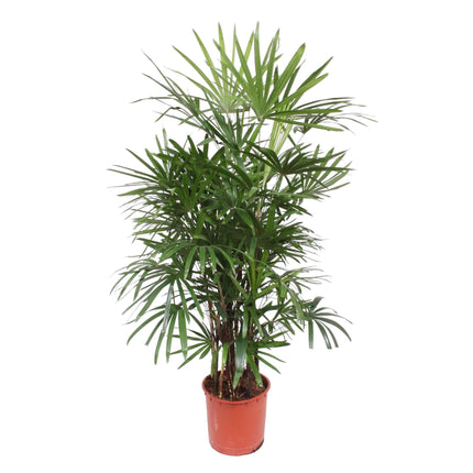 Rhapis Excelsa (Palmplant) ↑ 190 cm