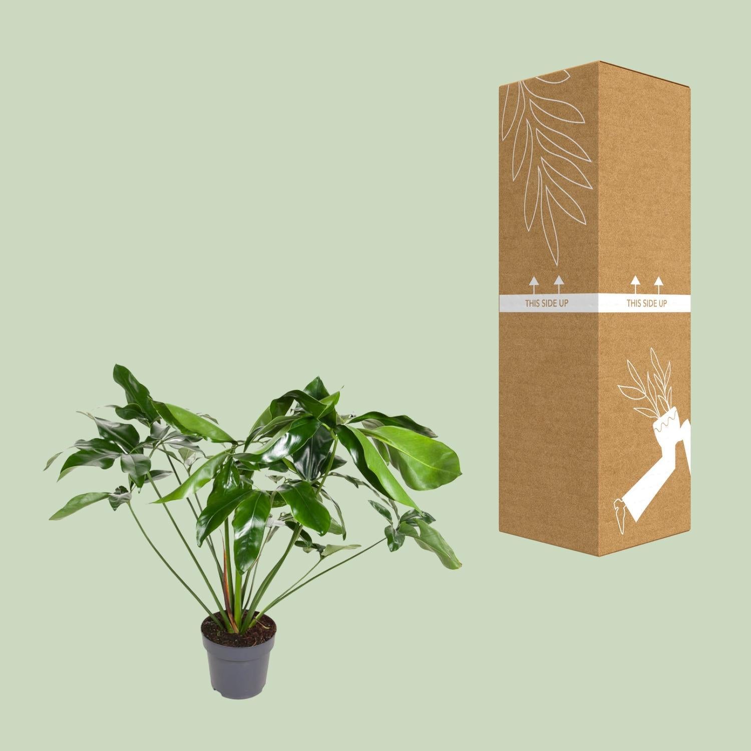 cardboard philodendron Philodendron Green Wonder (Hanging Plant) ↑ 100 cm – urbanjngl.com