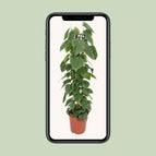 Pflegeleichte Grnpflanze Philodendron Scandens Herzblatt-Philodendron  Kletterpflanze 160 Cm Auf Rankhilfe  Zimmerpflanze