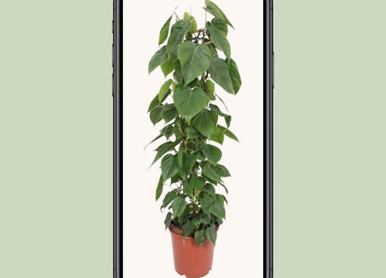 Philodendron Scandens (Zaadplant) ↑ 120 cm