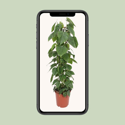 Philodendron Scandens (Herzblatt-Philodendron) ↑ 120 cm