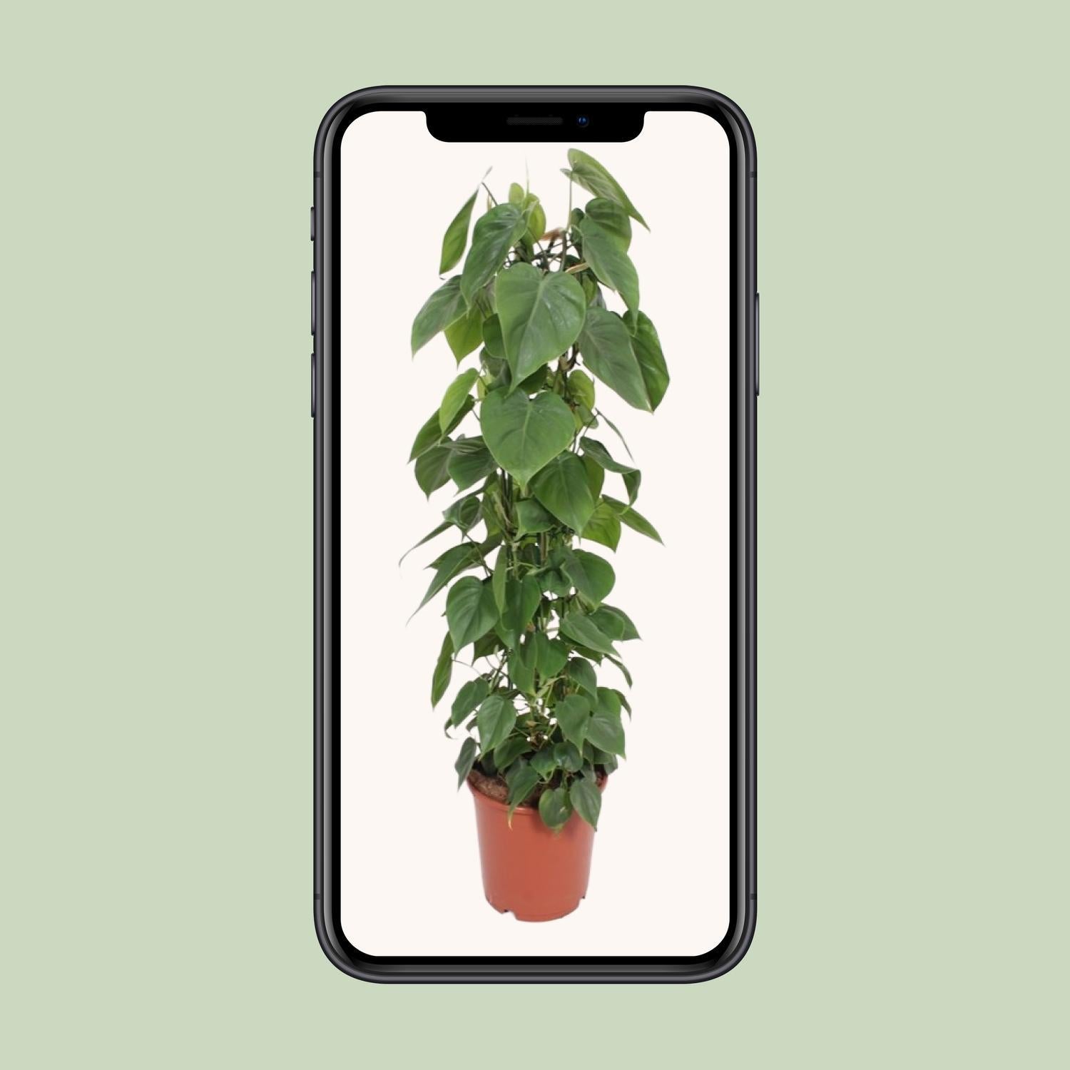buy philodendron scandens Philodendron Scandens (Heartleaf Philodendron) ↑ 120 cm – urbanjngl.com