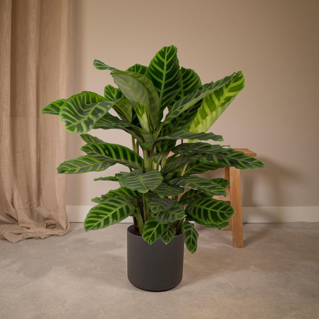 Calathea Zebrina (Peacock Plant) ↑ 80 cm