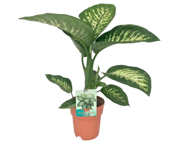 dieffenbachia leopoldii Dieffenbachia Seguine Tropic Snow (Dumb Cane) ↑ 70 cm – urbanjngl.com