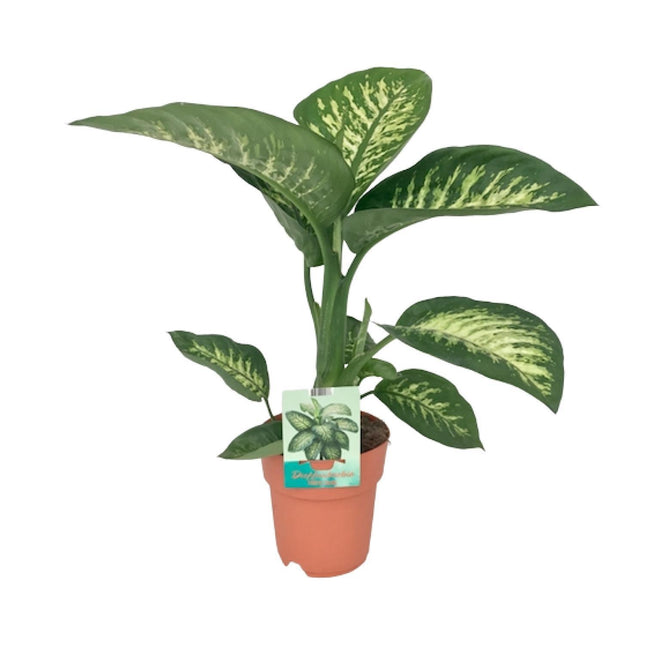 dieffenbachia seguine pronunciation Dieffenbachia Seguine Tropic Snow (Dumb Cane) ↑ 70 cm – urbanjngl.com