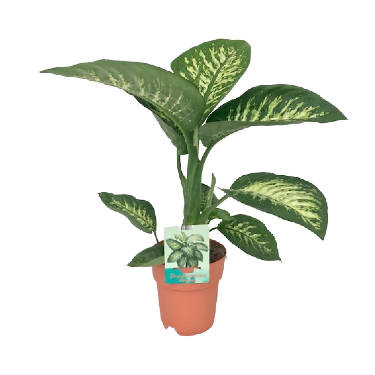 seguine dieffenbachia Dieffenbachia Seguine Tropic Snow (Dumb Cane) ↑ 70 cm – urbanjngl.com