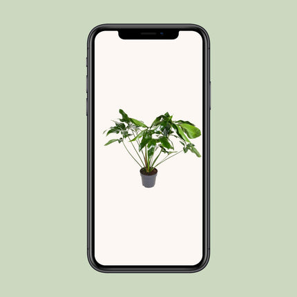 Philodendron Green Wonder (Hangplant) ↑ 100 cm