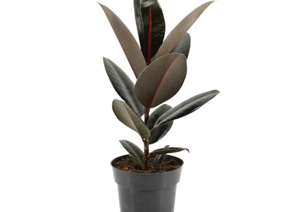 Ficus Elastica Abidjan (Rubber Plant) ↑ 55 cm