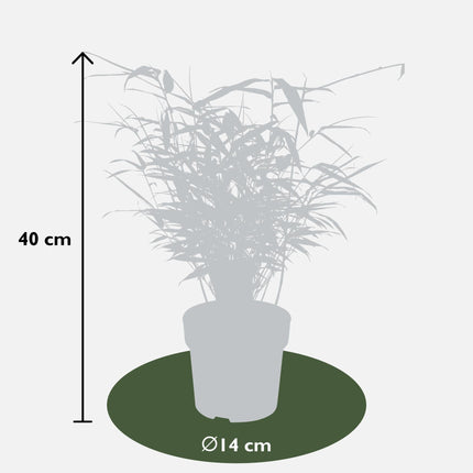 Fargesia rufa (Bamboeplant) ↑ 40cm