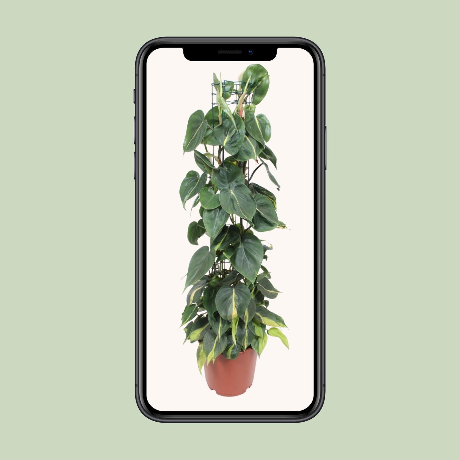 philodendron scandens brasil - sweetheart plant Philodendron Scandens Brasil (Heartleaf Philodendron) ↑ 120 cm – urbanjngl.com