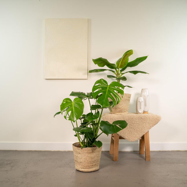 Monstera Deliciosa - ↨75cm - Ø21cm + Musa Dwarf Cavendish - ↨85cm - Ø21cm + Incl. Mand Selin