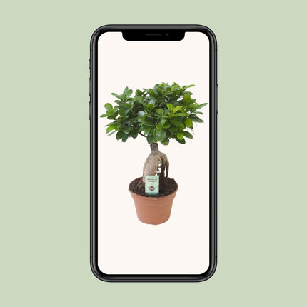 Ficus Ginseng - Ø 17cm - ↑ 40cm - Bonsai