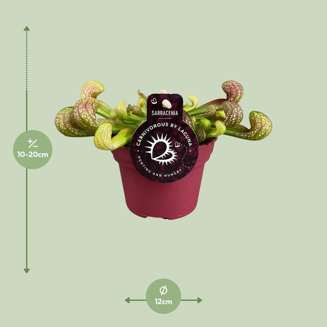 Peperomia Santorini (Trailing Peperomia) ↑ 13 cm