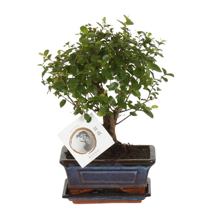 Bonsai tree (Bolvorm) Ø15cm - ↑ 30cm
