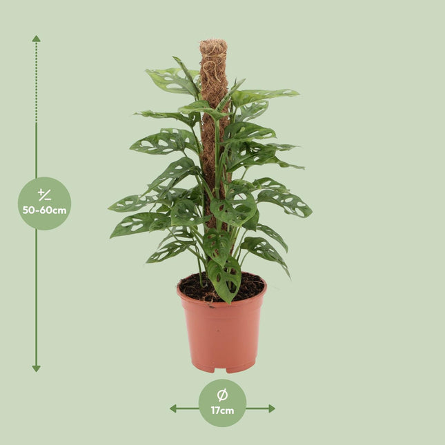 Monstera Monkey (Swiss Cheese Plant) ↑ 60 cm