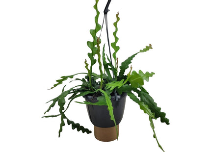 Epiphyllum Anguliger (Fishbone Cactus) ↑ 35 cm