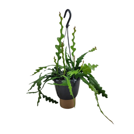 Epiphyllum Anguliger (Zaagcactus) ↑ 35 cm