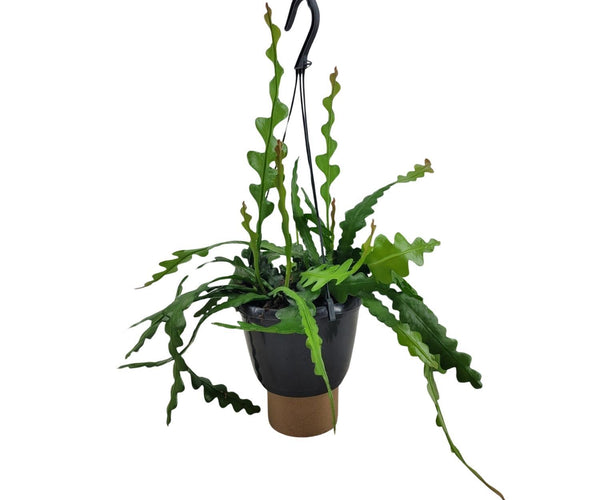 Epiphyllum Anguliger (Zickzack-Kaktus) ↑ 35 cm – urbanjngl.com