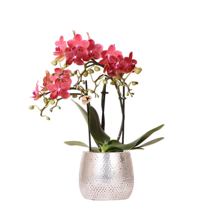 Rode Phalaenopsis orchidee - Congo + Elite zilveren pot - Potmaat Ø9cm - 40cm hoog | Bloeiende kamerplant in bloempot 