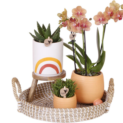 Complete Plantenset Happy | Groene planten set met oranje Phalaenopsis Orchidee en incl. potten