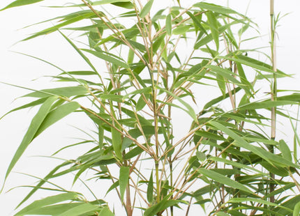 Fargesia rufa (Bamboe) ↑ 60 cm