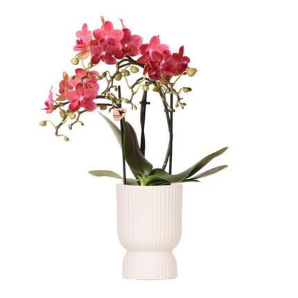 Rote Phalaenopsis-Orchidee - Congo + Diabolo-Travertin - Topfgröße Ø9 cm | Blühende Zimmerpflanze