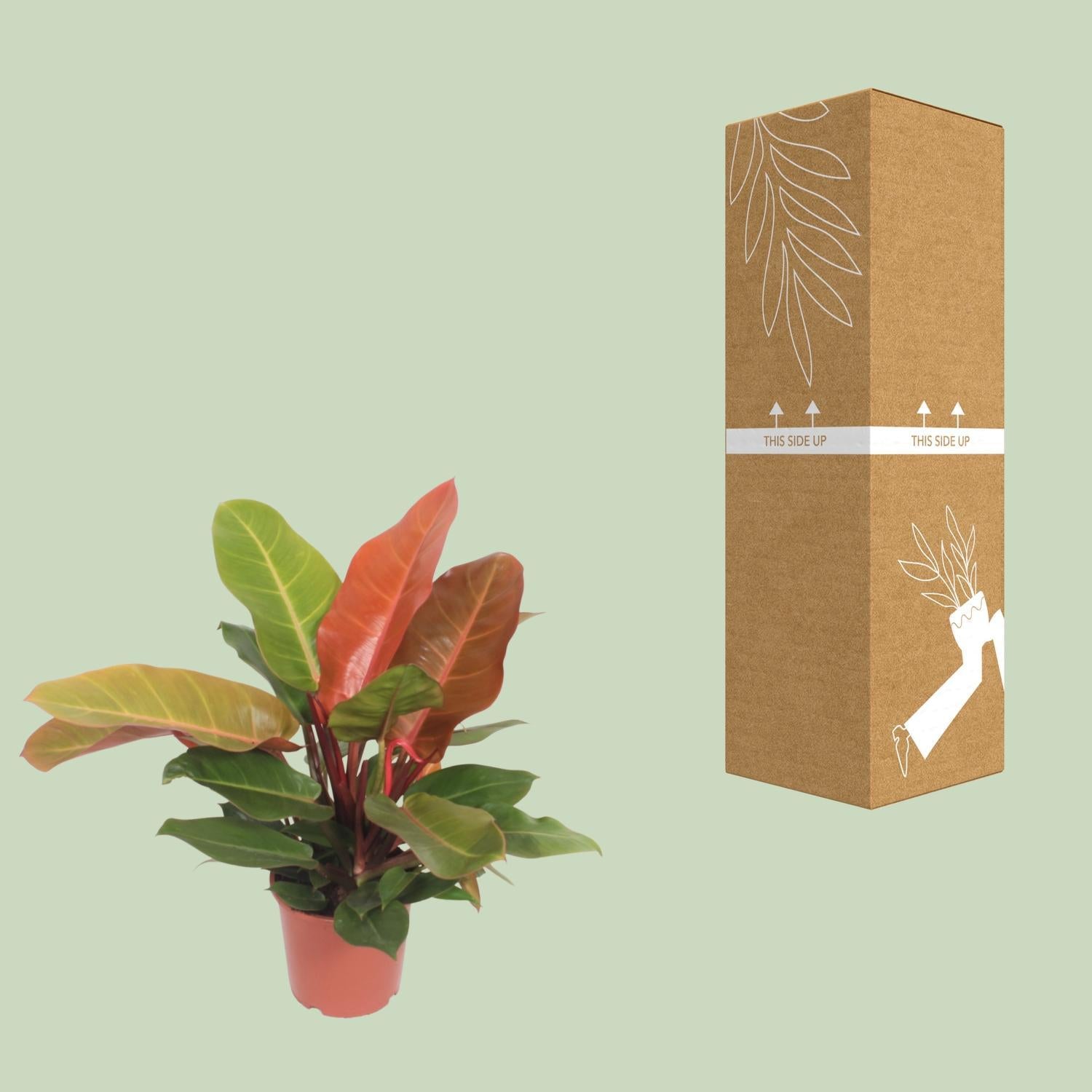orange heartleaf philodendron Philodendron Prince of Orange (Heartleaf Philodendron) ↑ 45 cm – urbanjngl.com