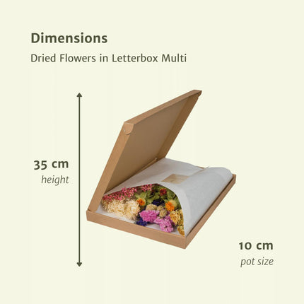 Droogbloemen in brievenbus doos - Letterbox Multi - Droogboeket - 35cm - Ø10