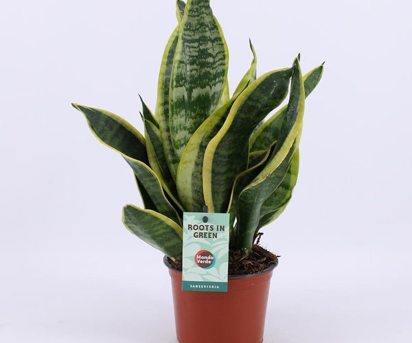 Sansevieria Futura Superba (Schwiegermutterzunge) ↑ 35 cm – urbanjngl.com