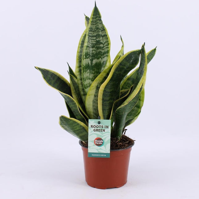 sansevieria verde Sansevieria Futura Superba (Snake Plant) ↑ 35 cm
