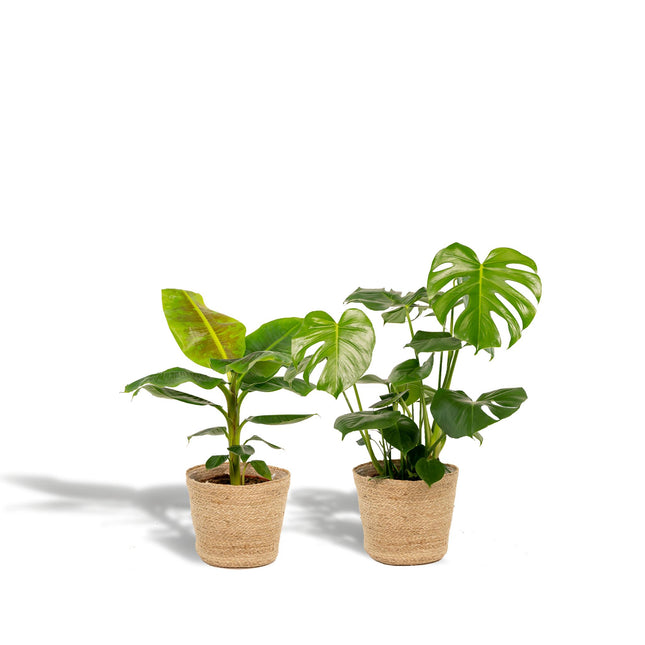Monstera Deliciosa - ↨75cm - Ø21cm + Musa Dwarf Cavendish - ↨85cm - Ø21cm + Incl. Mand Selin