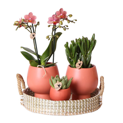 Cadeauset Scandic terracotta | Plantenset met oranje Phalaenopsis Orchidee en Succulenten incl. keramiek sierpotten