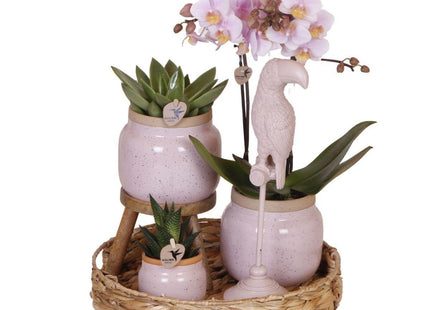 Cadeauset Romantic | Plantenset met roze Phalaenopsis Orchidee en Succulenten incl. keramieken sierpotten