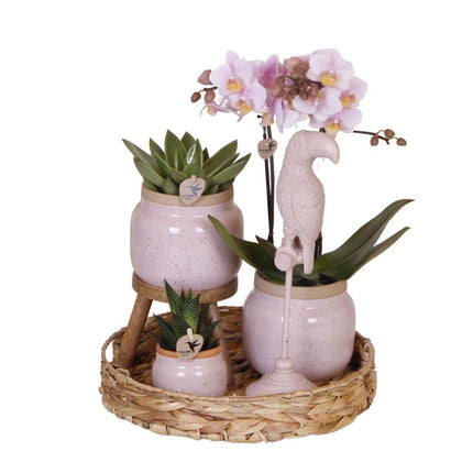 Romantische cadeauset - Plantenset met roze Phalaenopsis Orchidee en Vetplanten - Inclusief keramische potten