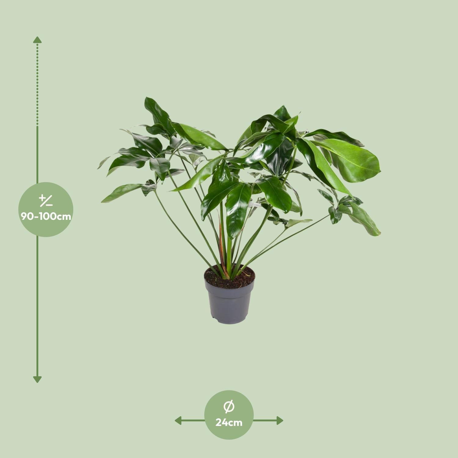green philodendron plant Philodendron Green Wonder (Hanging Plant) ↑ 100 cm – urbanjngl.com