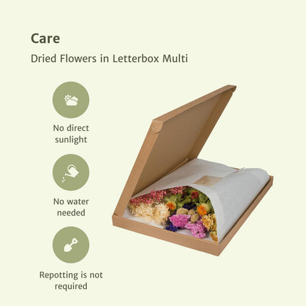 Dried flowers in Letterbox Multi - Dried bouquet - 35cm - Ø10